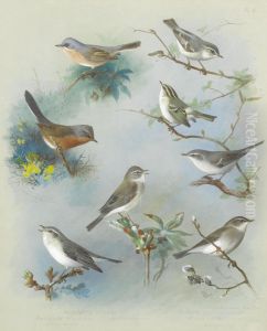 Warbler And Wrens Warbler And Wrens