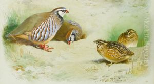 French Partridge And Chicks