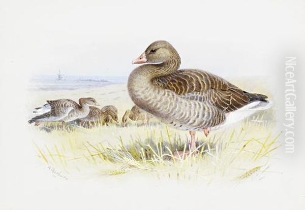 Bewick's Swan - view 1