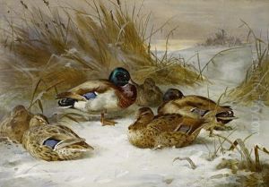 Winter Landscape With Mallard