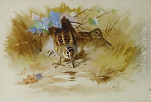 Woodcock In A Sandy Hollow