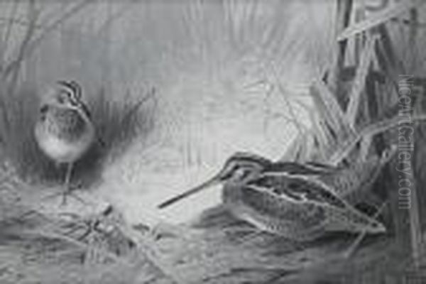 Snipe - view 1