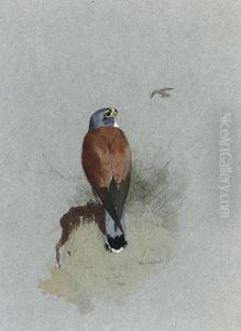 A Lesser Kestrel A Lesser Kestrel