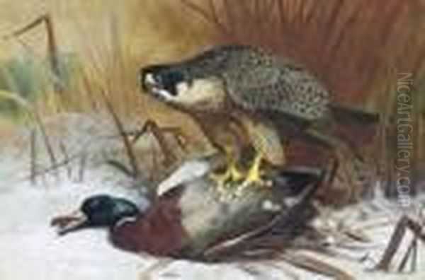 A Peregrine Falcon And Mallard - view 1