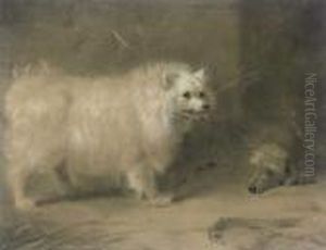 A Chow A Chow