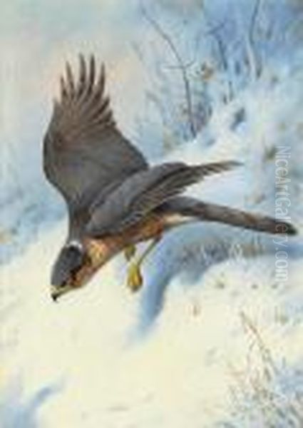 A Sparrow-hawk In Flight - view 1
