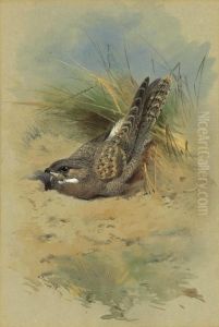 An Egyptian Nightjar An Egyptian Nightjar