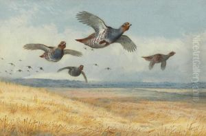 A Covey Of Partridge In Flight Over A Field Of Corn