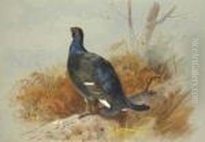 A Blackcock Calling From The Undergrowth