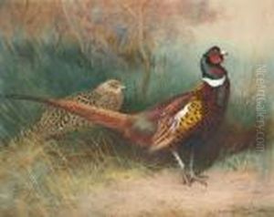 A Cock And Hen Pheasant At The Edge Of A Copse