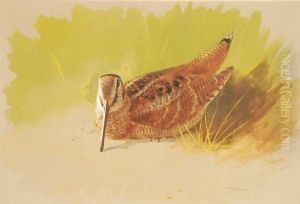 Awoodcock by Archibald Thorburn