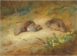 Grey Partridge by Archibald Thorburn
