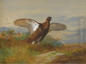 Red Grouse In Flight
