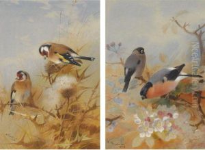 Goldfinches Goldfinches