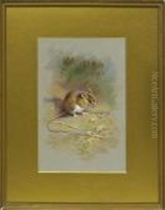 Harvest Mouse Chewing On A Husk by Archibald Thorburn