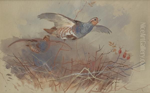 Partridges Topping A Hedge - view 1