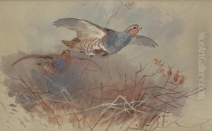 Partridges Topping A Hedge