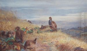 The Covey At Daybreak - Partridges