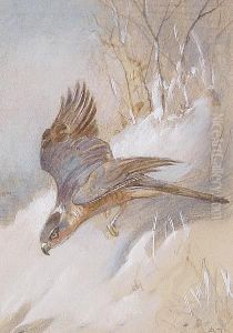 Study Of A Male Sparrowhawk by Archibald Thorburn