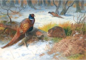 Pheasants In The Snow by Archibald Thorburn