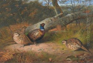 The Fallen Beech- A Cock And Three Hen Pheasants With A Wasp by Archibald Thorburn