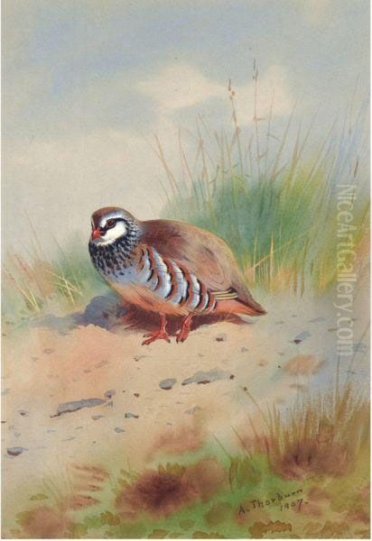 Red-legged Partridge - view 1