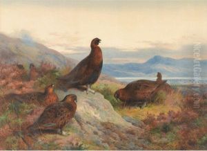 The Morning Call-red Grouse