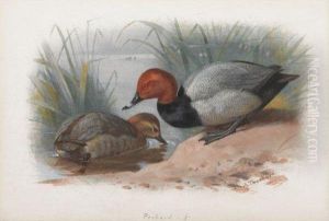 A Pair Of Pochard by Archibald Thorburn