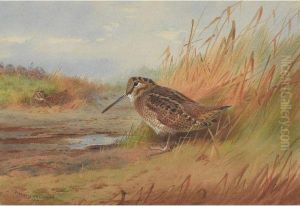 A Woodcock