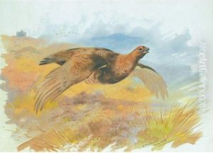 Red Grouse Over The Butts