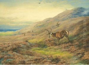 In The Highlands, Red Stag Mobbed By A Pair Of Peregrines
