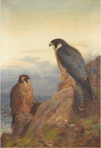 An Adult And Immature Peregrine