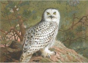 A Female Snowy Owl