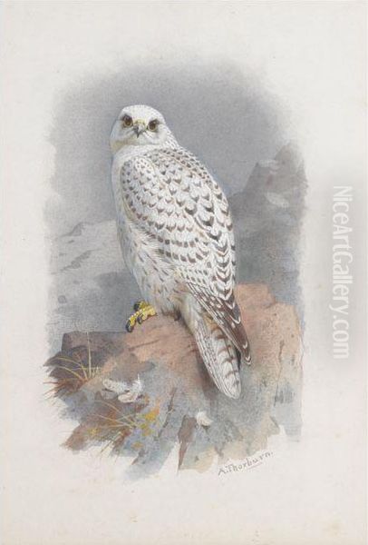 A Greenland Falcon - view 1