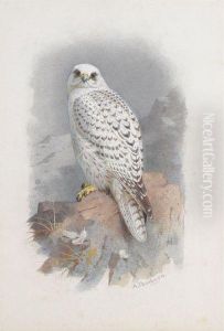 A Greenland Falcon by Archibald Thorburn