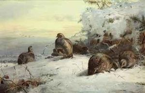 A Covey Of Grey-leg Partridge In A Snow-bound Landscape, Restingbeneath Gorse