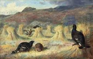 Three Blackcock And Two Grey 
Hens Amongst Corn Stooks, A Covey Ofgrouse Approaching, Achnamara, 
Argyll