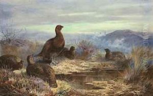 A Covey Of Five Red Grouse Amongst Heather
