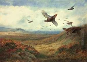 Red Grouse In Flight