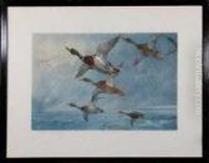 Mallard Ducks In Flight