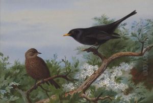 Blackbird by Archibald Thorburn