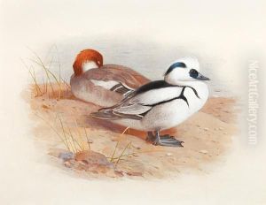 Study Of A Male And Female Smew by Archibald Thorburn