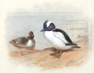 Study Of A Male And Female Buffel-headedduck by Archibald Thorburn