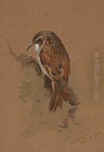 Tree Creeper by Archibald Thorburn