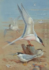 Roseate Tern by Archibald Thorburn