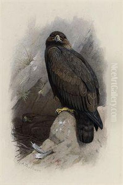 Golden Eagle - view 1