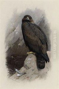 Golden Eagle by Archibald Thorburn