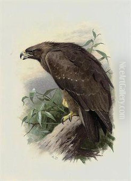 Spotted Eagle - view 1