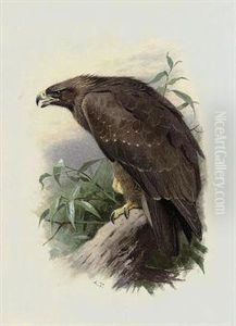 Spotted Eagle by Archibald Thorburn