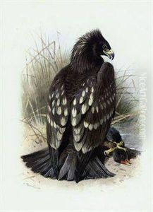 Spotted Eagle